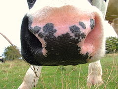 A cow's nose